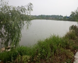 臨近端午，總經(jīng)理劉月琴組織人員農(nóng)莊采摘。